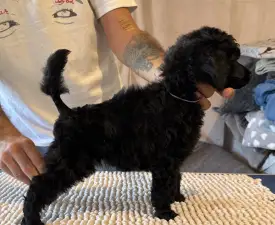 Black Girl - Poodle Standard Puppy for sale