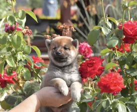 Bravados Iria - Shiba eladó kiskutya
