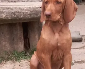 Délceg - Hungarian Wire-haired Vizsla Puppy for sale