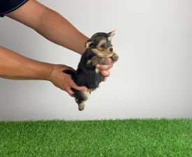 Error  - Yorkshire Terrier Cățeluș de vânzare