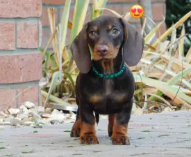 Ernest - Teckel Chiot à vendre