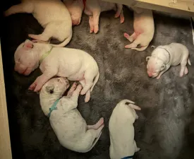 Arina - Dalmatinski pas Štenci na prodaju