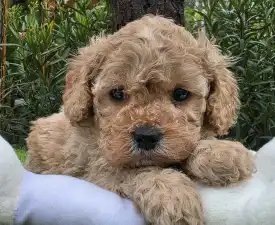 Mia - Cavapoo Angebotener Welpe