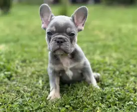 Alma  - French Bulldog Puppy for sale