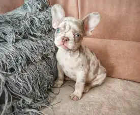 Duster  - Francia bulldog eladó kiskutya