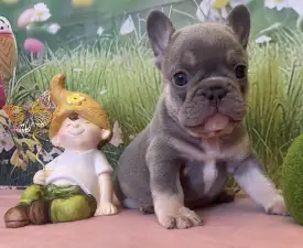 Bella - French Bulldog Puppy for sale