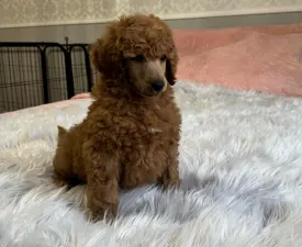 Fairytail World Enzo - Poodle Standard Puppy for sale