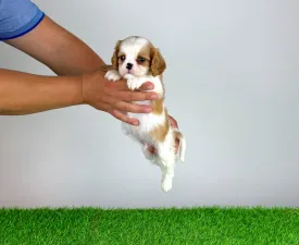 Lotus - Cavalier King Charles spániel eladó kiskutya