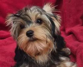 Wizzard (adult Weight 2,8-3kg) - Yorkshire Terrier Puppy for sale