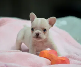 Elke - French Bulldog Puppy for sale