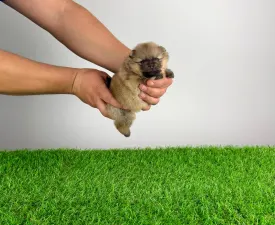 Piggy  - Zwergspitz Angebotener Welpe