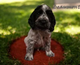 Beaumont - English Cocker Spaniel Puppy for sale