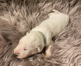 Alanis - White Swiss Shepherd Dog Puppy for sale