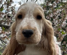 Kephallénia Oceanus Kriton - Cocker Spaniel englez Cățeluș de vânzare