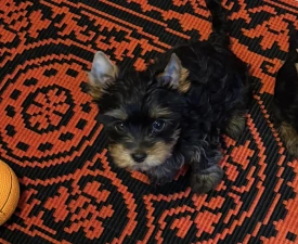 Benett - Yorkshire Terrier Puppy for sale