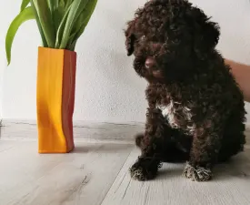 Xaver - Lagotto Romagnolo Cățeluș de vânzare