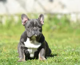 Ella - Französische Bulldogge Angebotener Welpe