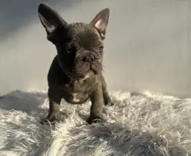 Edward - Bouledogue français Chiot à vendre