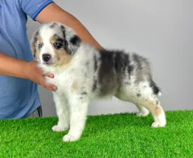 Tabata - Australian Shepherd Puppy for sale