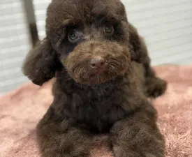 Ubul - Poodle Miniature Puppy for sale