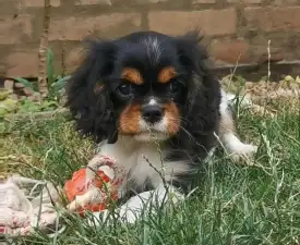 Jadie - Cavalier King Charles Spaniel Angebotener Welpe