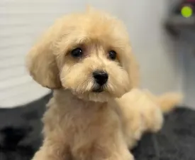 Cooper (toy) - Poodle Miniature Puppy for sale
