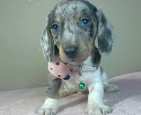 Monica - Jezevčík Štěně na prodej