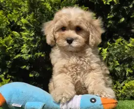 Paddy - Cavapoo eladó kiskutya