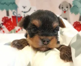 Pretty Little Baby - Yorkshire Terrier Angebotener Welpe