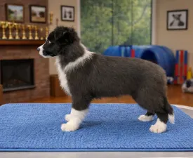 Blue Boy - Border Collie Puppy for sale
