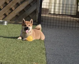 Bravados Chiyuki - Shiba Puppy for sale