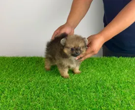 Nina - Pomeranian Cățeluș de vânzare