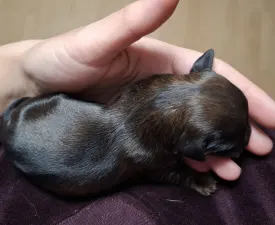 Brandy - Dachshund Puppy for sale