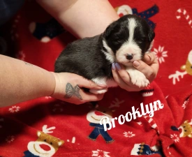 Brooklyn - Border Collie eladó kiskutya