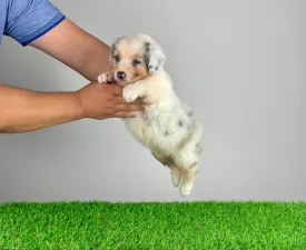 Schweppes  - Australian Shepherd Cucciolo in vendita