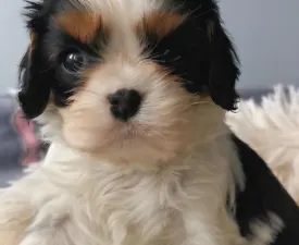 Ginnie - Cavalier King Charles Spaniel Puppy for sale