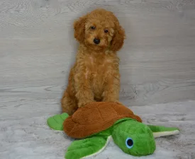 Rebby - Poodle Miniature Puppy for sale