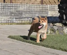 Bravados Chiemi - Shiba Puppy for sale