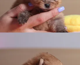 Enzo - German Pomeranian Spitz Puppy for sale