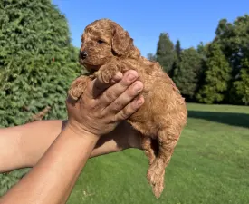 Ghina - Poodle Miniature Puppy for sale