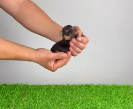 Sofie - Yorkshire Terrier Angebotener Welpe