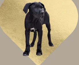 Bonnie - Cane Corso Štěně na prodej