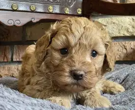 Toffee - Cavapoo Puppy for sale