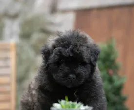 Barna - Flanders Cattle Dog Puppy for sale