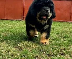 Athena - Tibetan Mastiff Puppy for sale