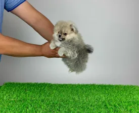 Fanny - German Pomeranian Spitz Puppy for sale