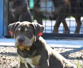 Ghostface Fighters Aslan - Reserved! - American Bully - Standard Puppy for sale
