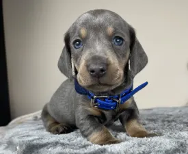 Pedro - Bassotto Cucciolo in vendita