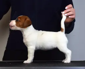 Gold Leash Uno - Jack Russell Terrier Puppy for sale