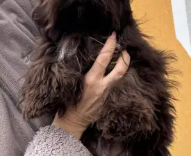Jaden - Yorkshire Terrier Cățeluș de vânzare